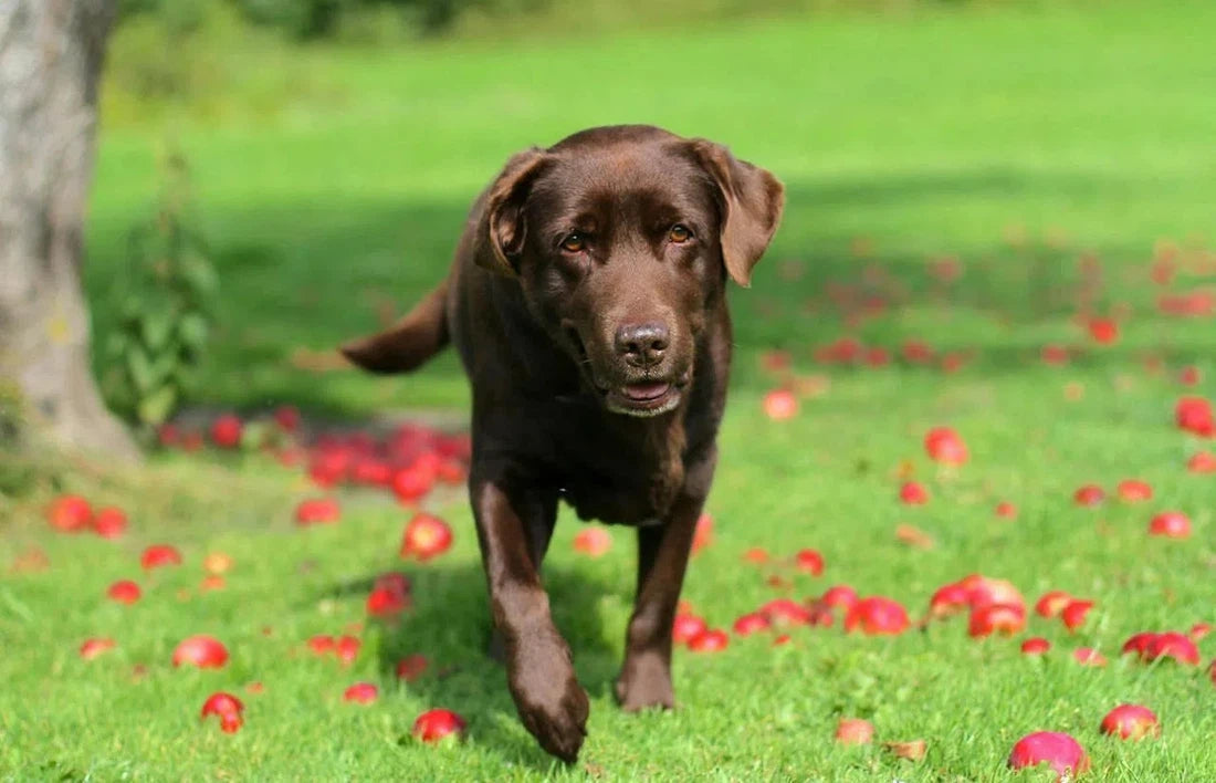 6 Tips voor een gezondere ontlasting bij je hond