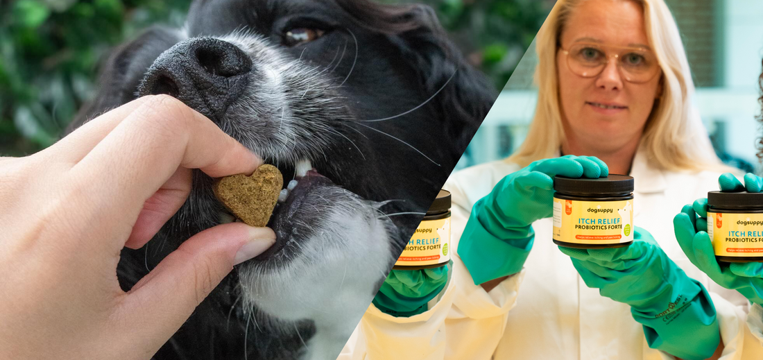 5 Facts About Probiotics: Should You Give Them To Your Dog?