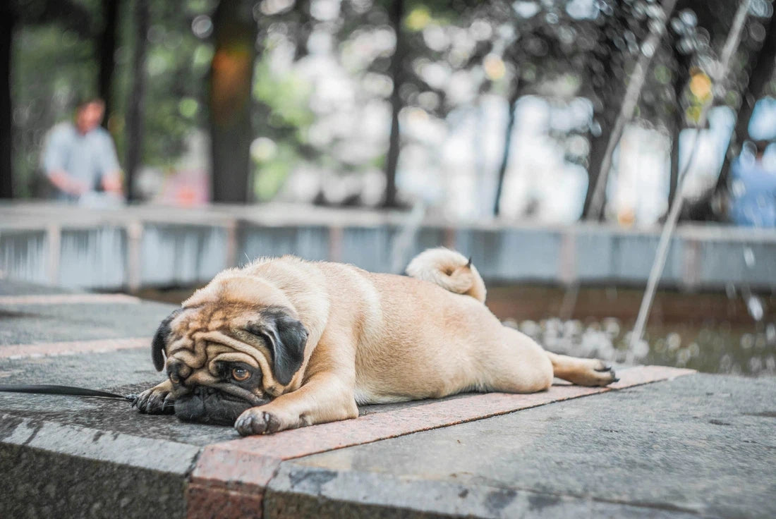 Buikpijn bij honden: hoe los je het op?