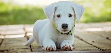 De rol van probiotica bij het behandelen van problemen met de darmflora bij honden