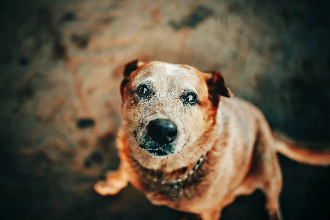 Eczeem bij je hond: wat doe je er tegen?