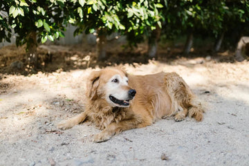 Golden retriever krabt veel: oorzaken en oplossingen