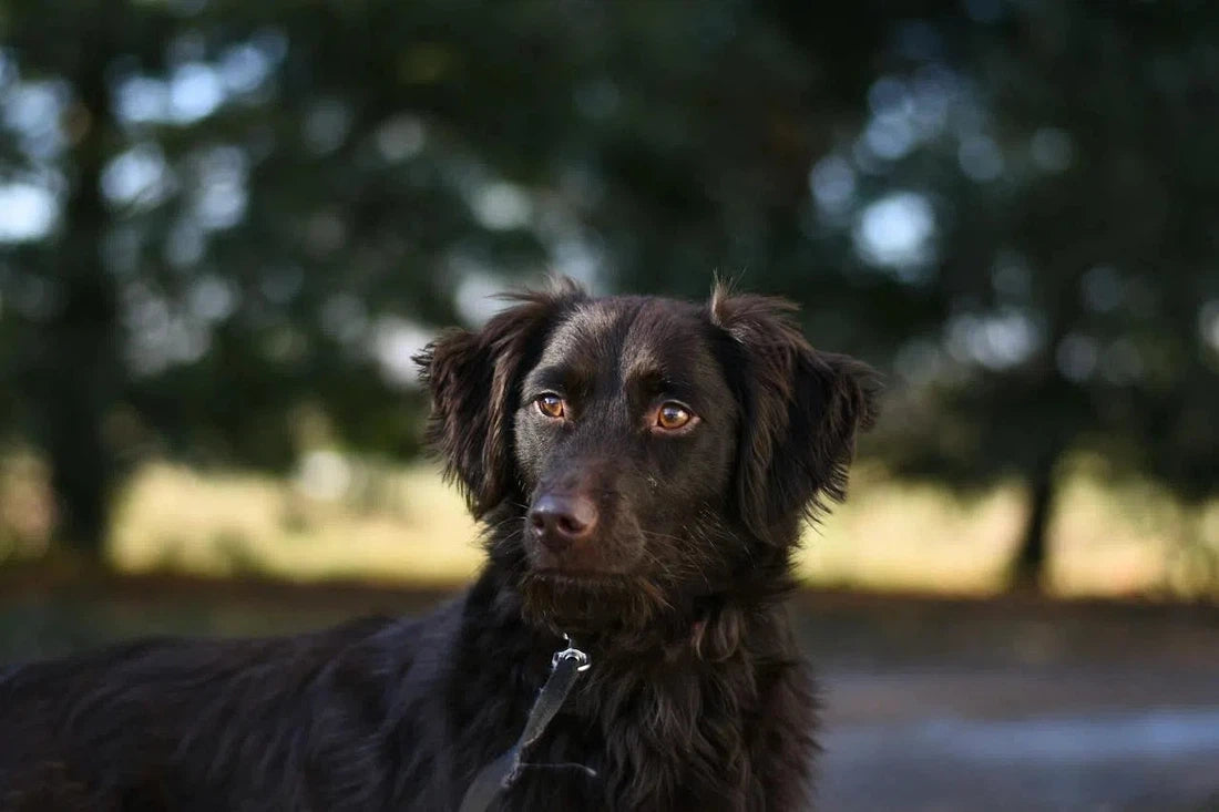 Harde ontlasting bij je hond? Ontdek effectieve oplossingen