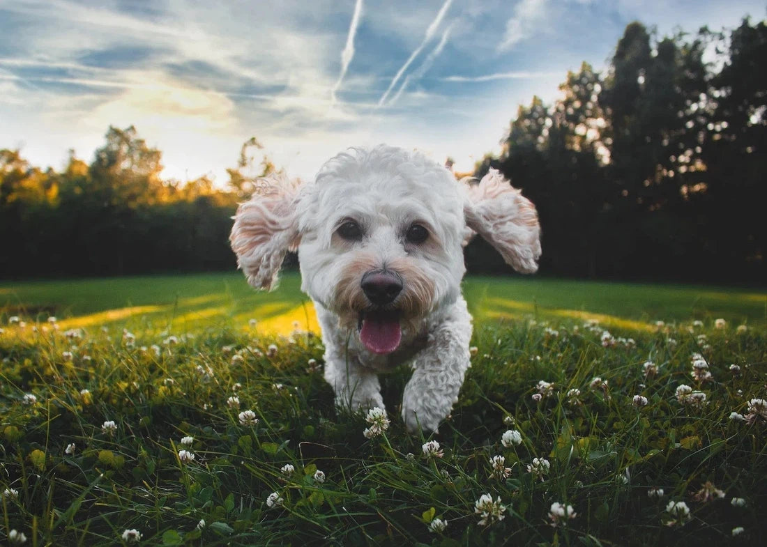 Heeft je hond diarree of een platte stoelgang? Hier zijn 7 tips