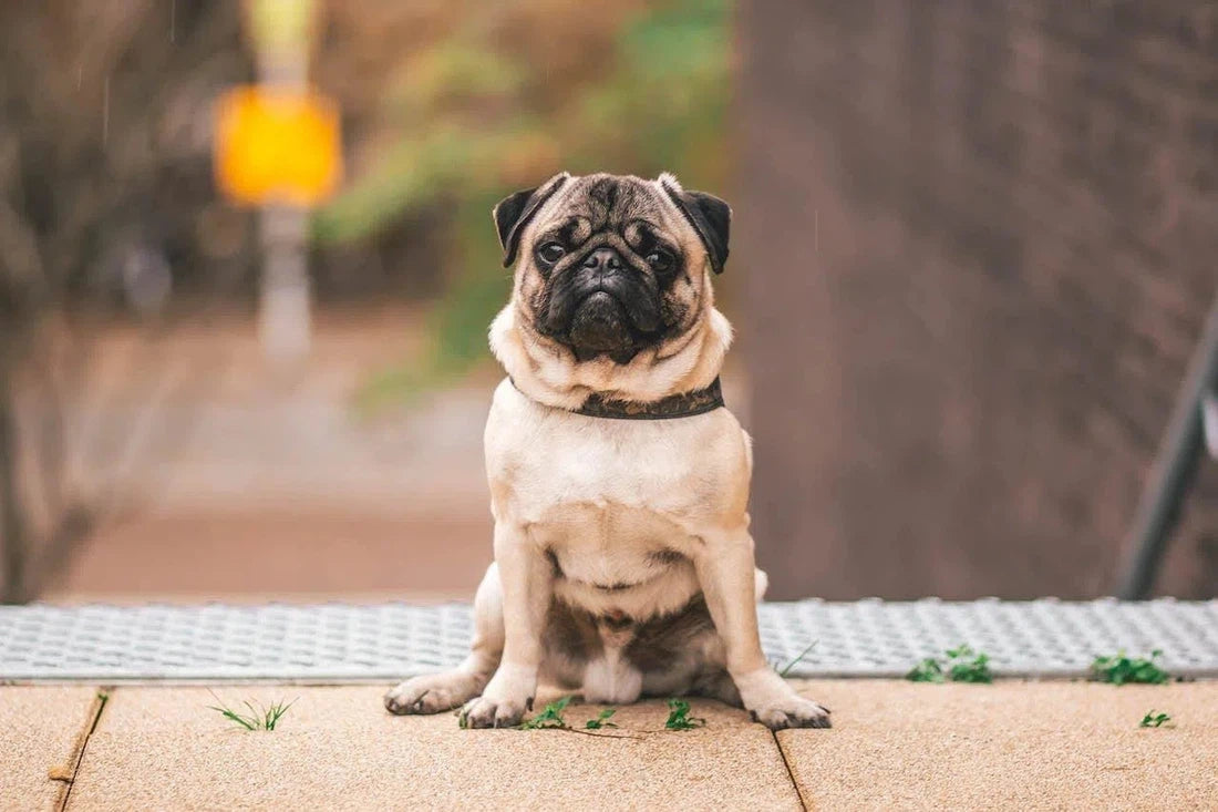 Helpt probiotica tegen jeuk bij honden?