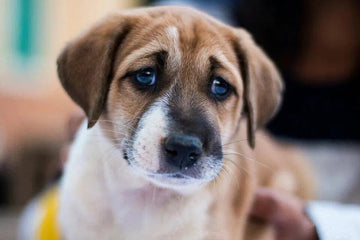 Natuurlijke remedies voor maagklachten bij honden