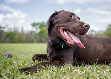 Probiotica voor een gezonde ontlasting bij honden