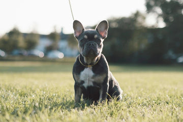 Vachtverzorgingstips voor de Franse Bulldog