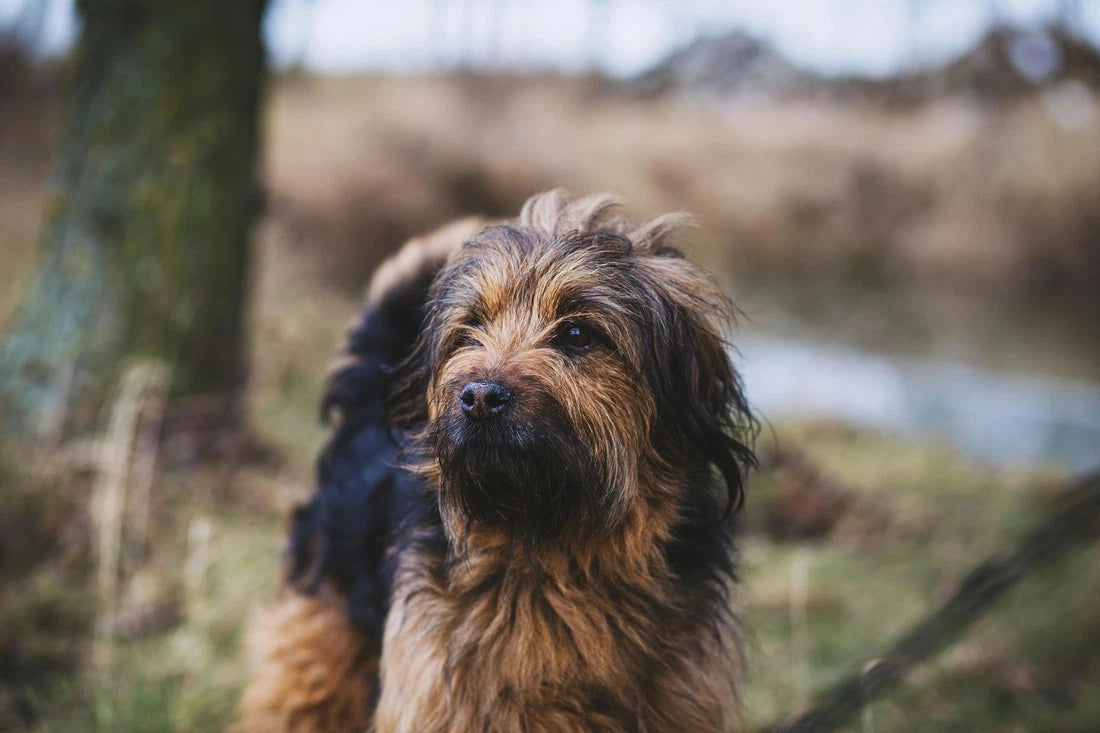 Waarom stinkt de vacht van mijn hond?