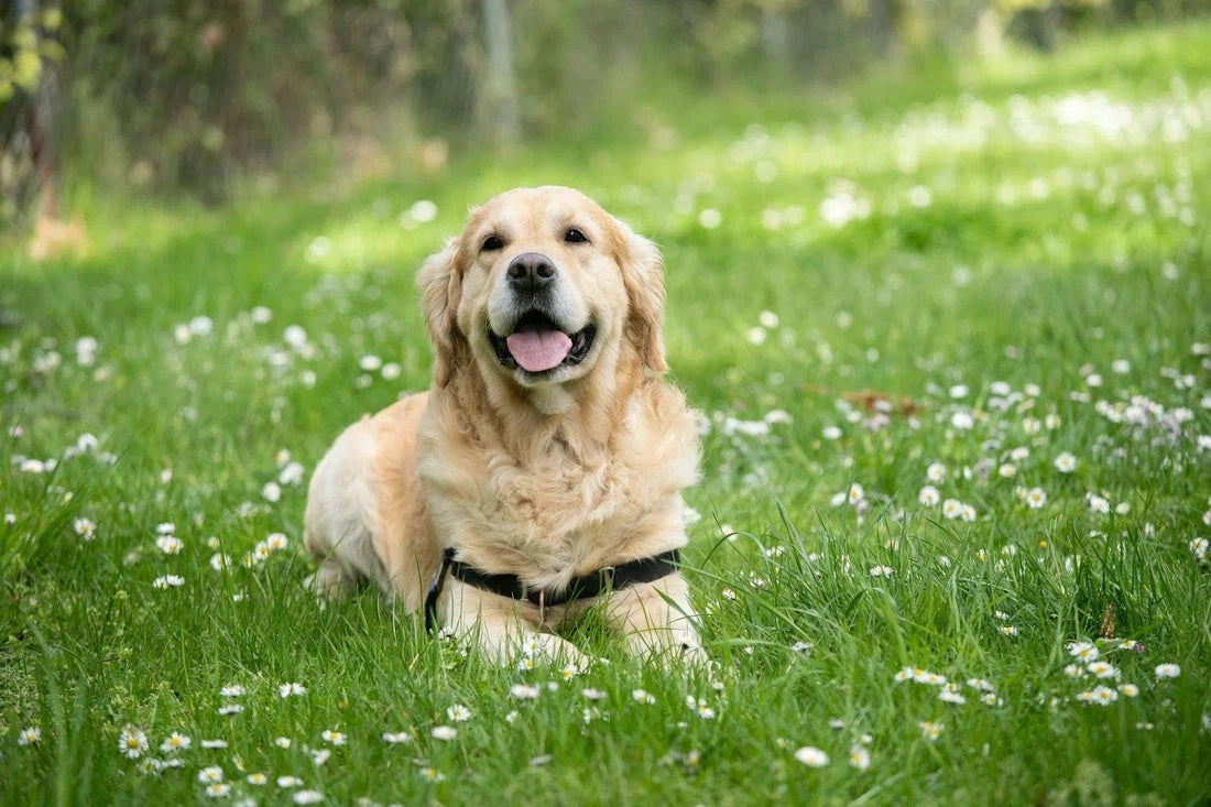 Wat te doen als je hond last heeft van gistophoping?