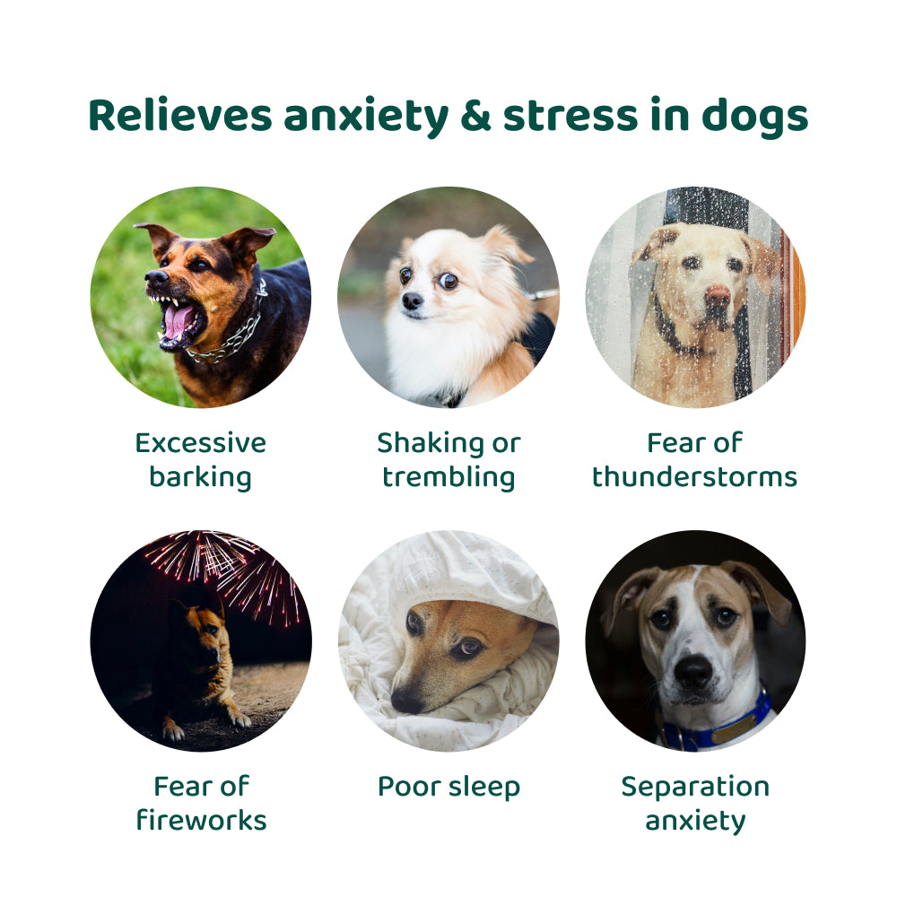 Anxiety & Stress Relief 🌿 100% natural 🫙 60 soft chews