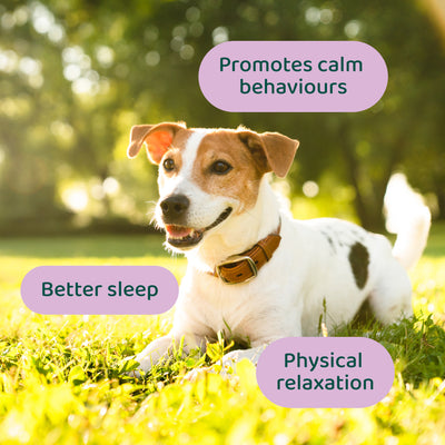 Anxiety & Stress Relief 🌿 100% natural 🫙 60 soft chews