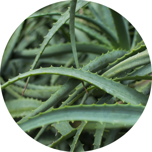 AloeVera