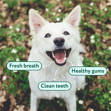 LargeDog⁺ Dental Bright™ 🌿 100% natural 🫙 60 scoops