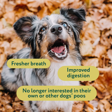 No Poo Eating | 100% natural ingredients | 60 soft chews