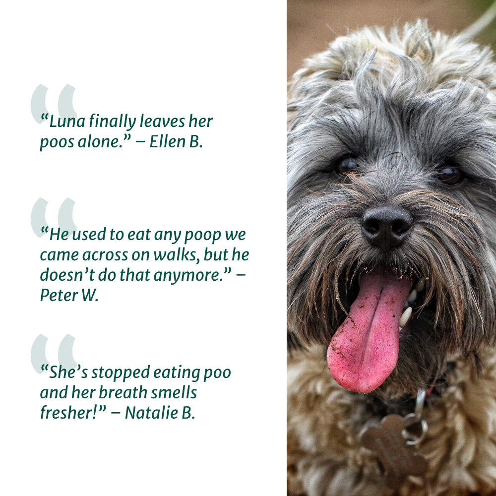 No Poo Eating 🌿 100% natural 🫙 60 soft chews
