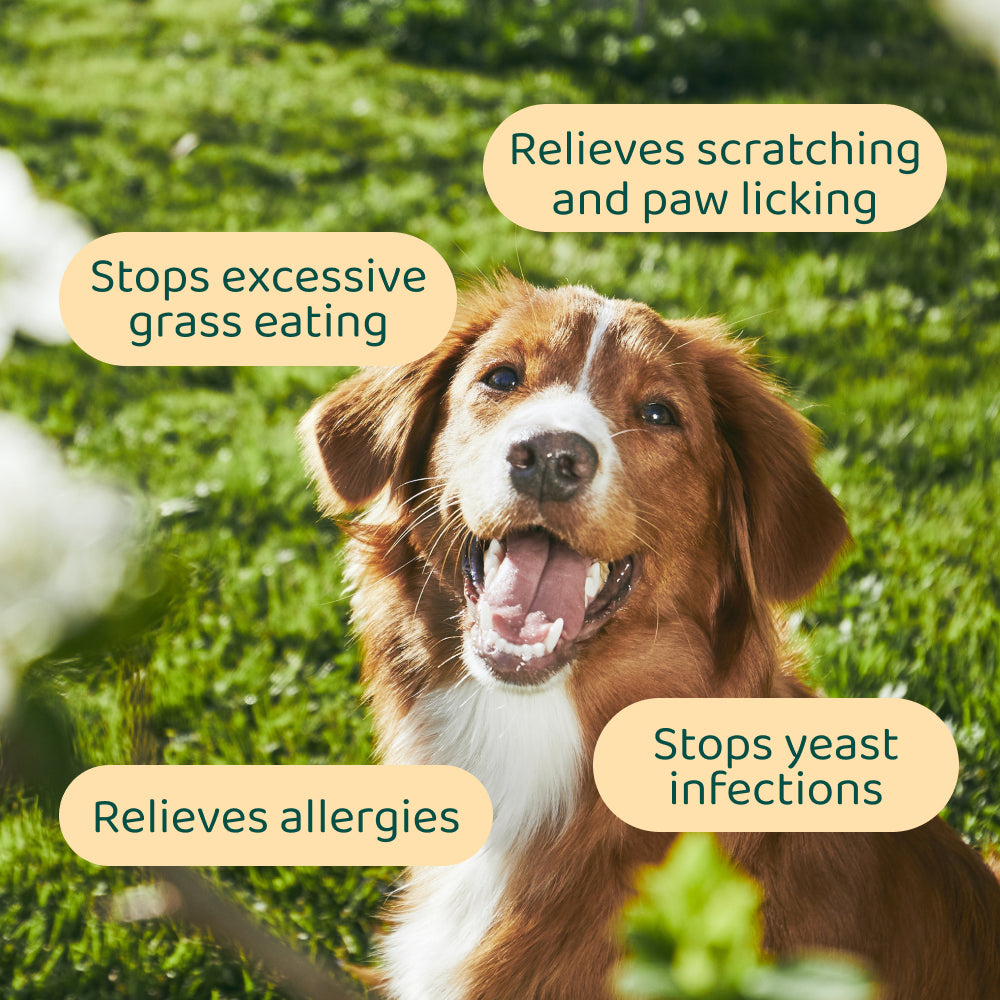 Itch Relief Probiotics Forte 🌿 100% natural 🫙 60 soft chews