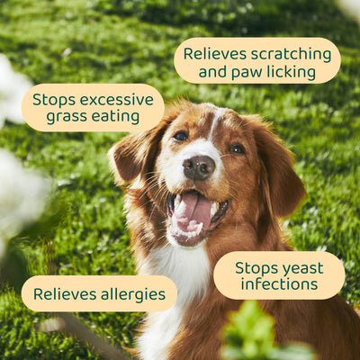 Itch Relief Probiotics Forte 🌿 100% natural 🫙 60 soft chews