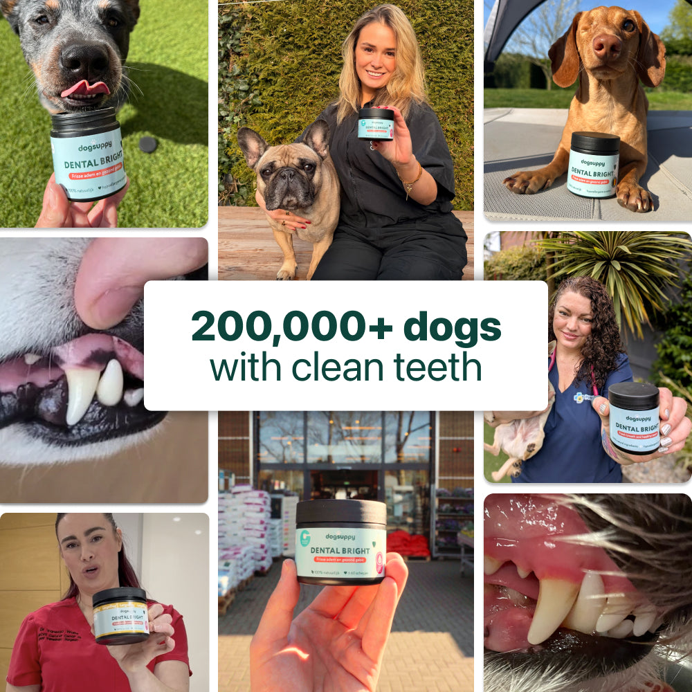 Dental Bright™ 🌿 100% natural 🫙 60 scoops