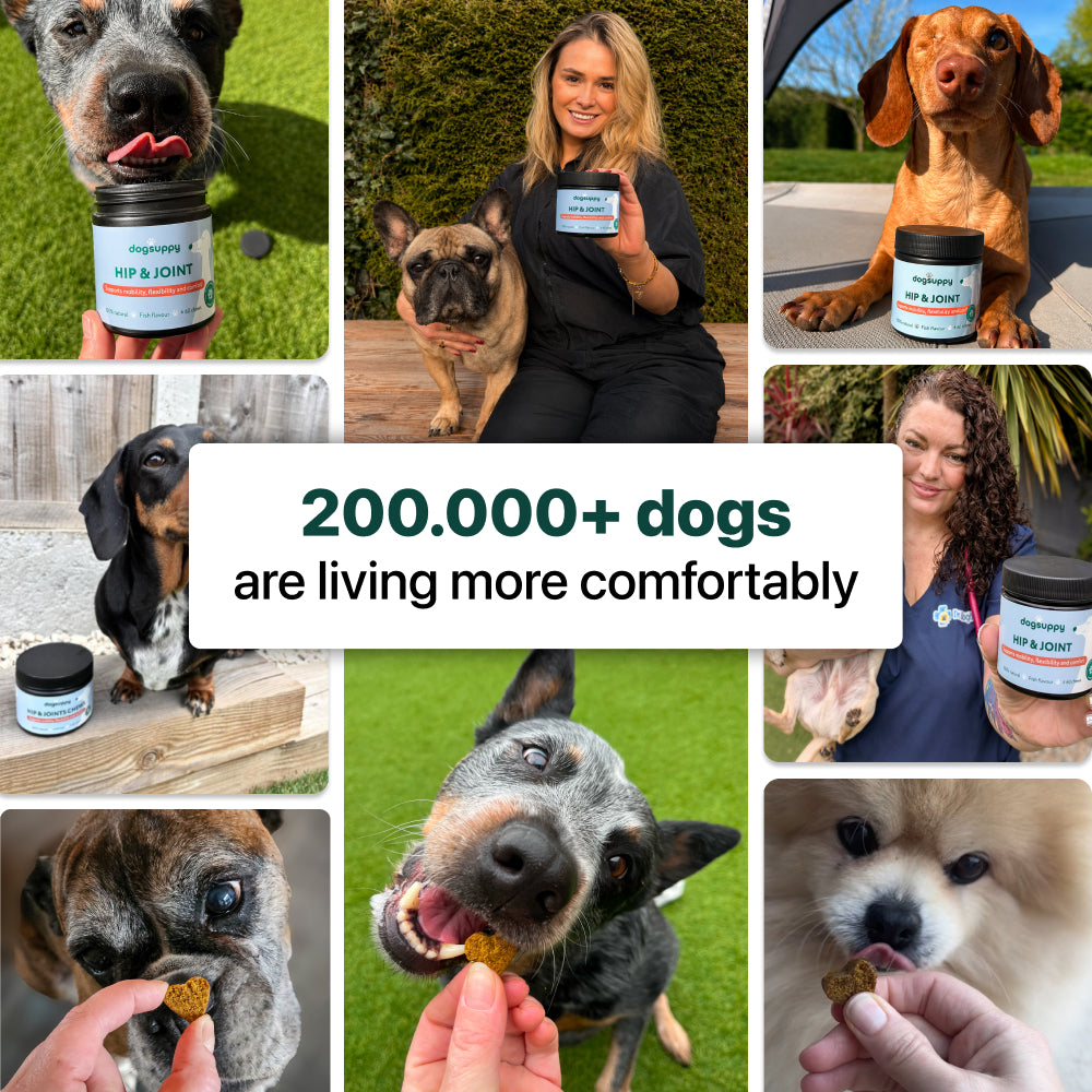 200,000+ dogs living more comfortably